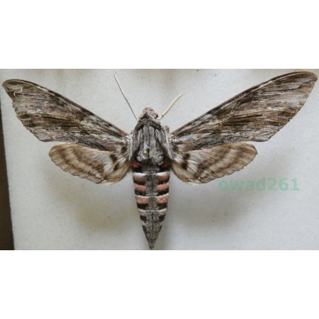 Agrius convolvuli (Linnaeus, 1758) female Czech Zawisak powojowiec 99mm